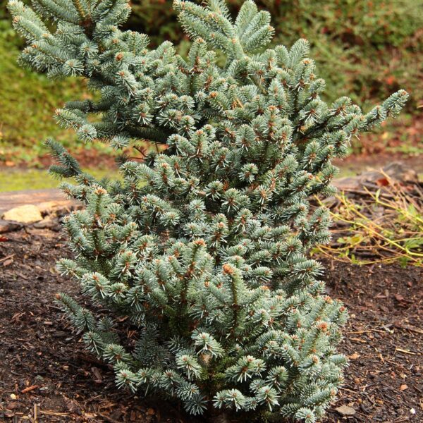 Abies fraseri 'Wingle's Blue Bonnet' Fraser Fir