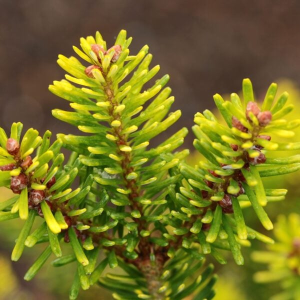 Abies koreana 'Goldener Traum' ('Golden Dream') Korean Fir