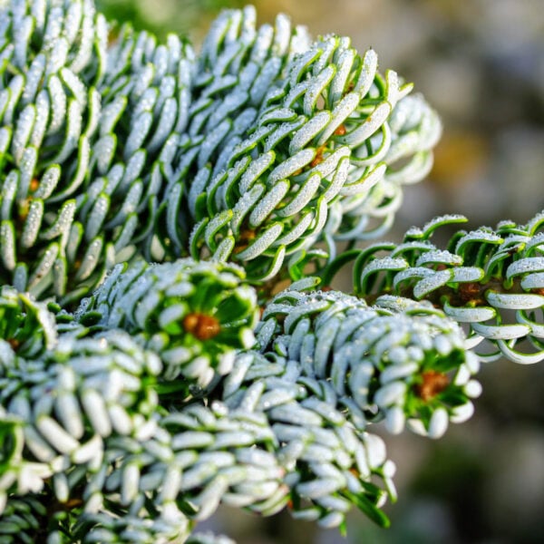 Abies koreana ‘Kohout’s Ice Breaker’
