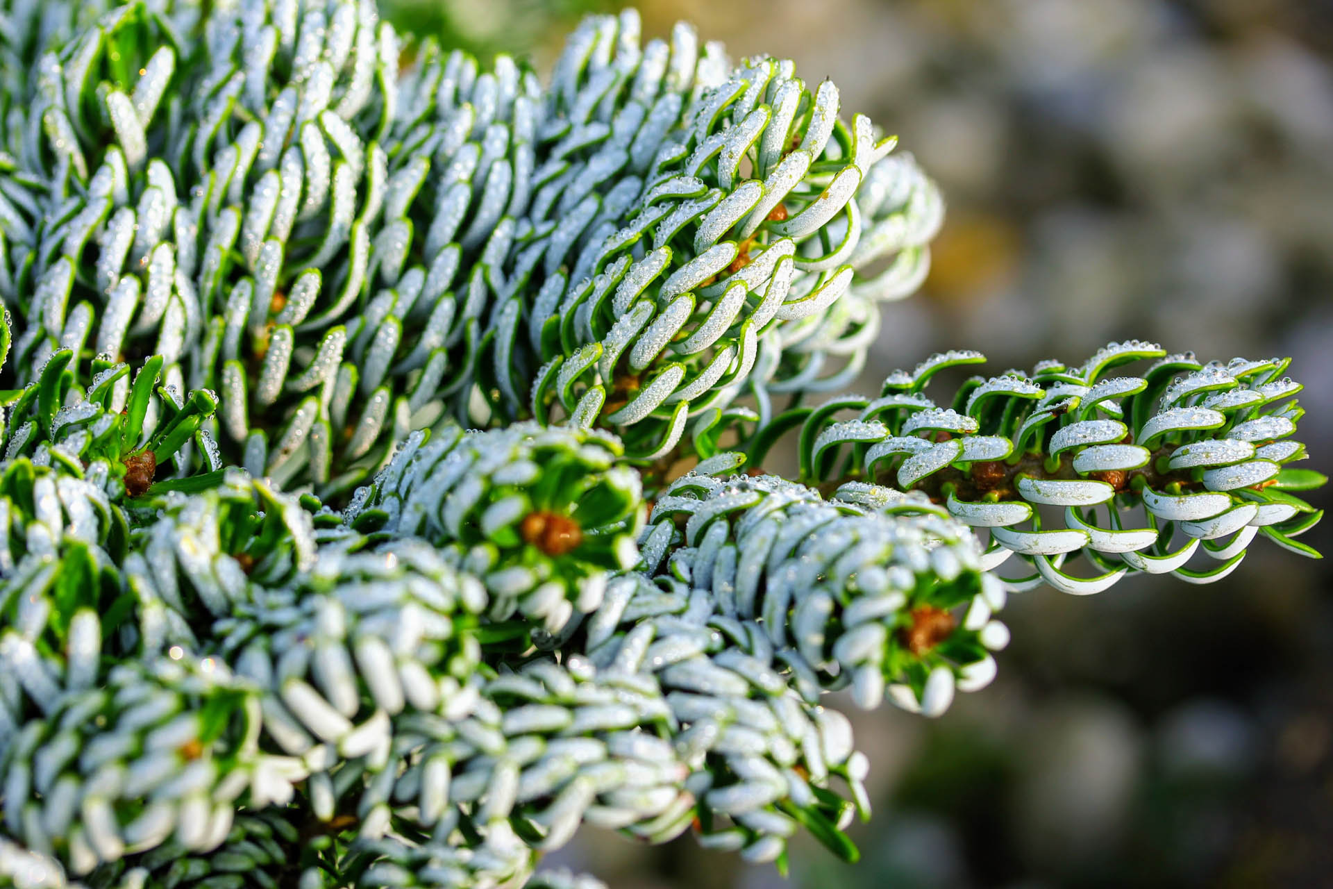 Abies koreana ‘Kohout’s Ice Breaker’