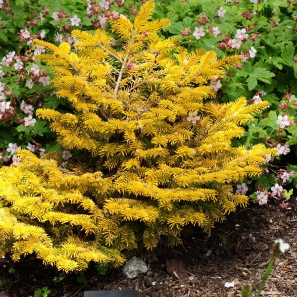 Abies nordmanniana 'Golden Spreader' Nordmann Fir