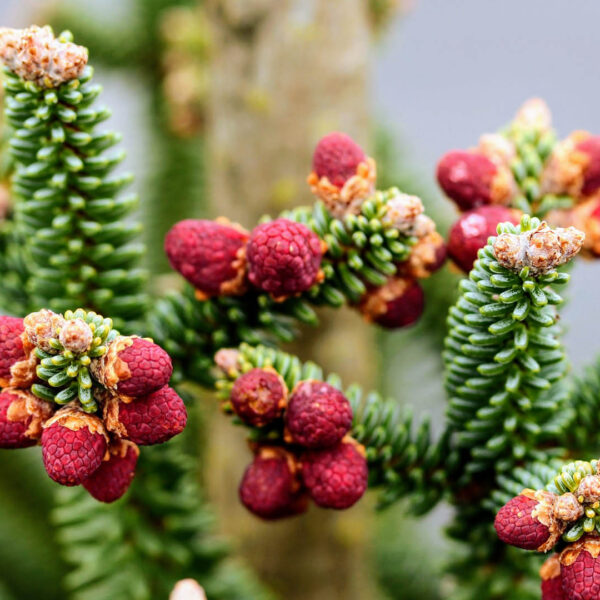 Abies pinsapo 'Fastigiata' Spanish Fir