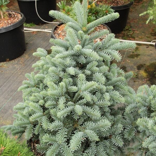 Abies procera 'Obrighofen' Noble Fir