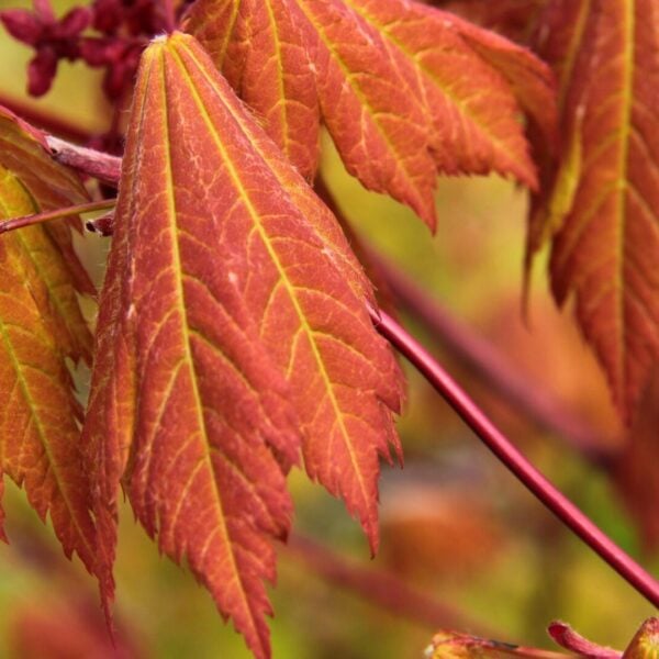 Acer japonicum 'Emmett's Pumpkin' Japanese Maple