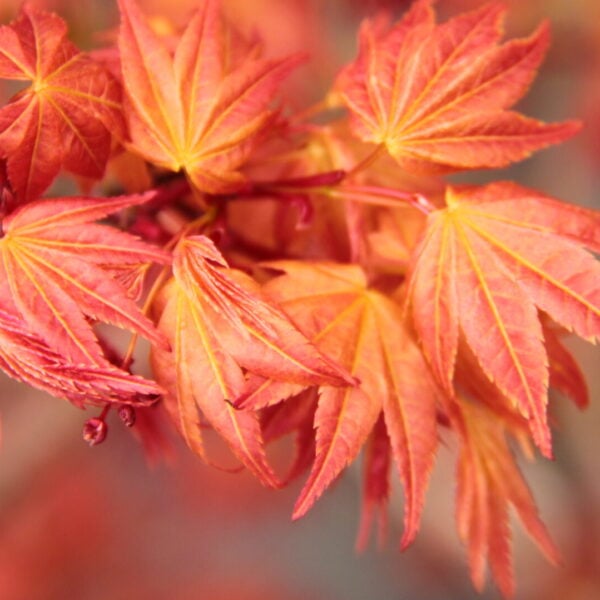 Acer palmatum 'Akaji nishiki' Japanese Maple