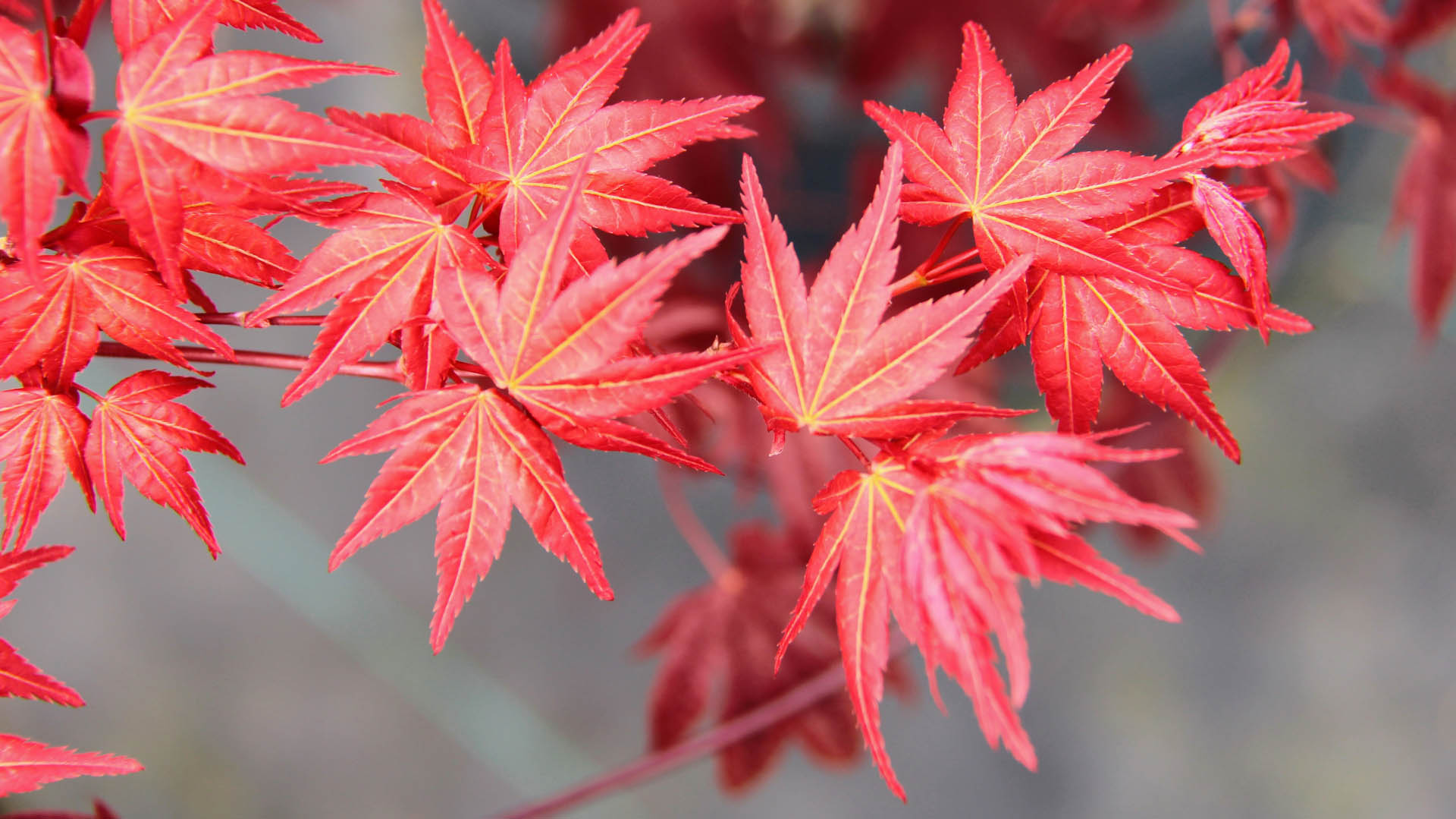 Acer palmatum ‘Beni maiko’