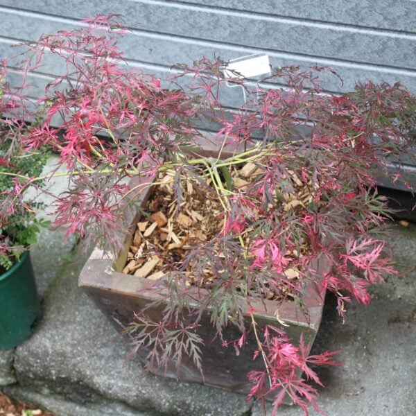 Acer palmatum 'Hana matoi'