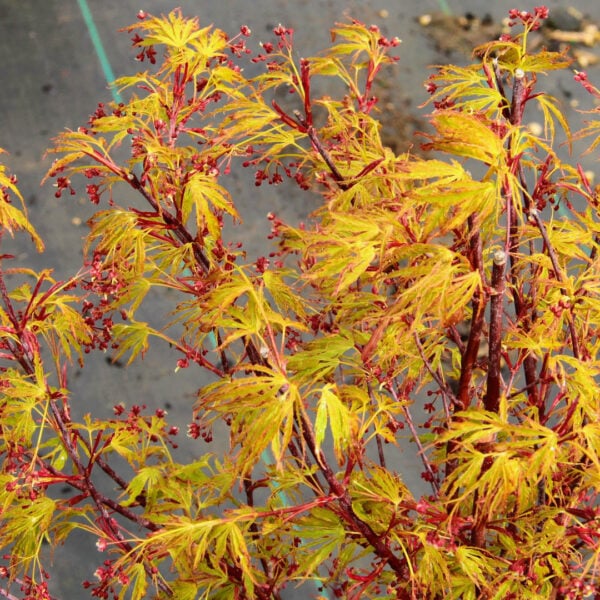 Acer palmatum 'Hangover' Japanese Maple