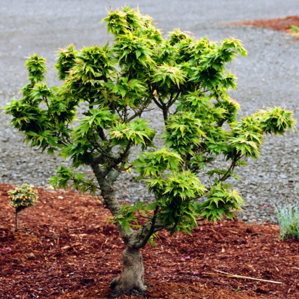 Acer palmatum 'Hupp's Dwarf' Japanese Maple