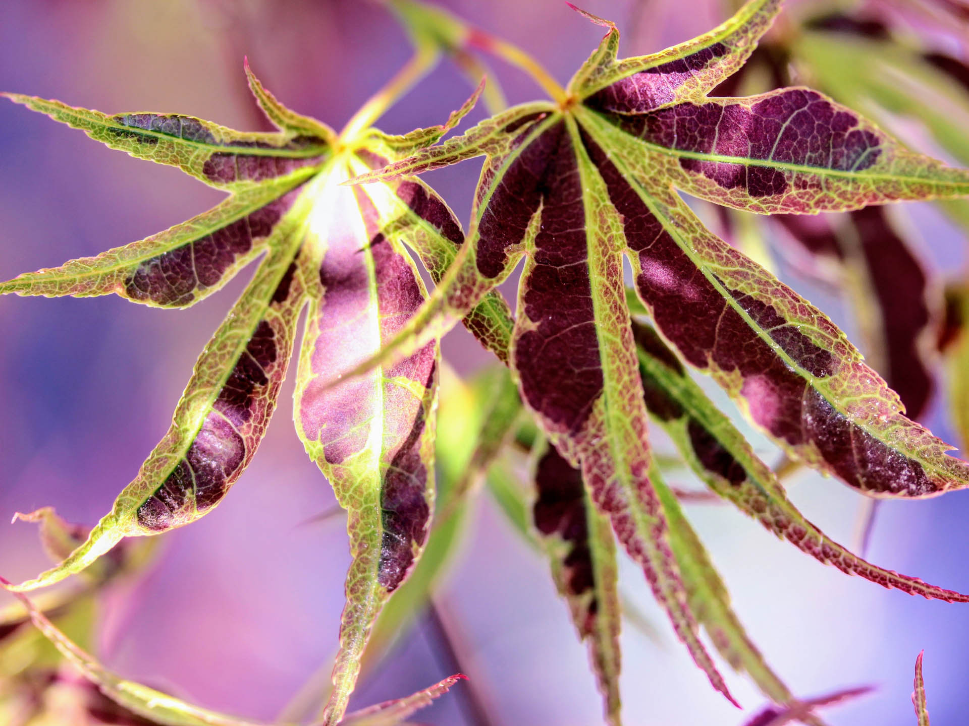 Acer-palmatum-Manyo-no-sato