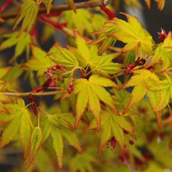 Acer palmatum 'Mizuho beni' Japanese Maple