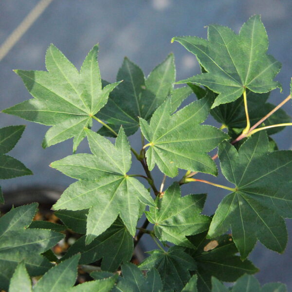 Acer palmatum 'Moonshadow' Japanese Maple