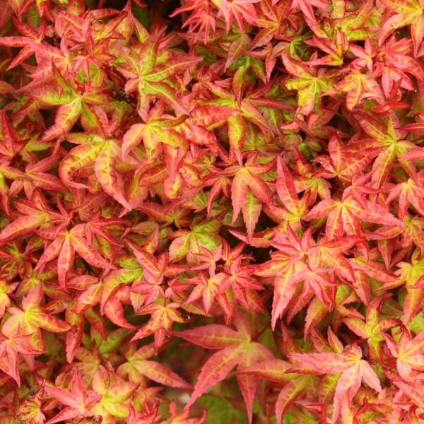 Acer palmatum 'Otaha' Japanese Maple