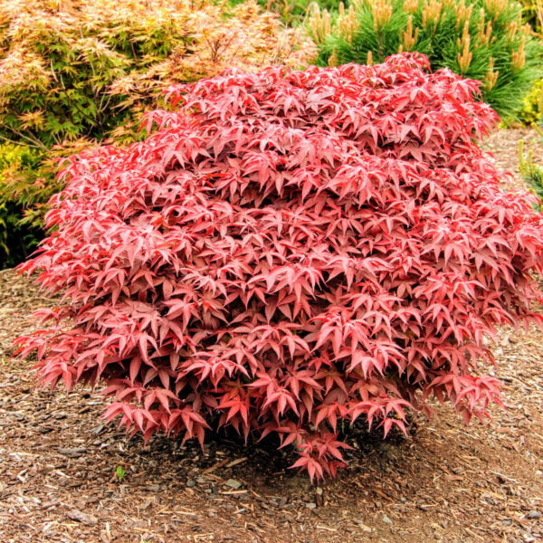 Rhode Island Red Japanese Maple