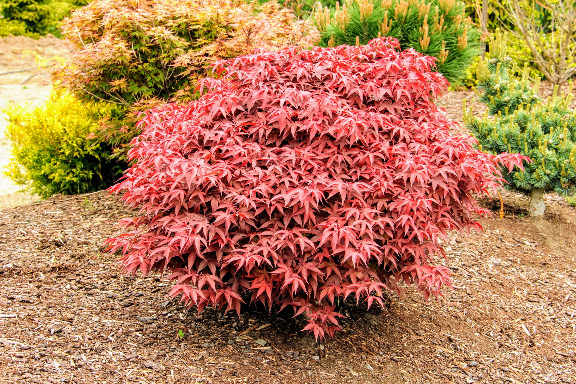 Rhode Island Red Japanese Maple