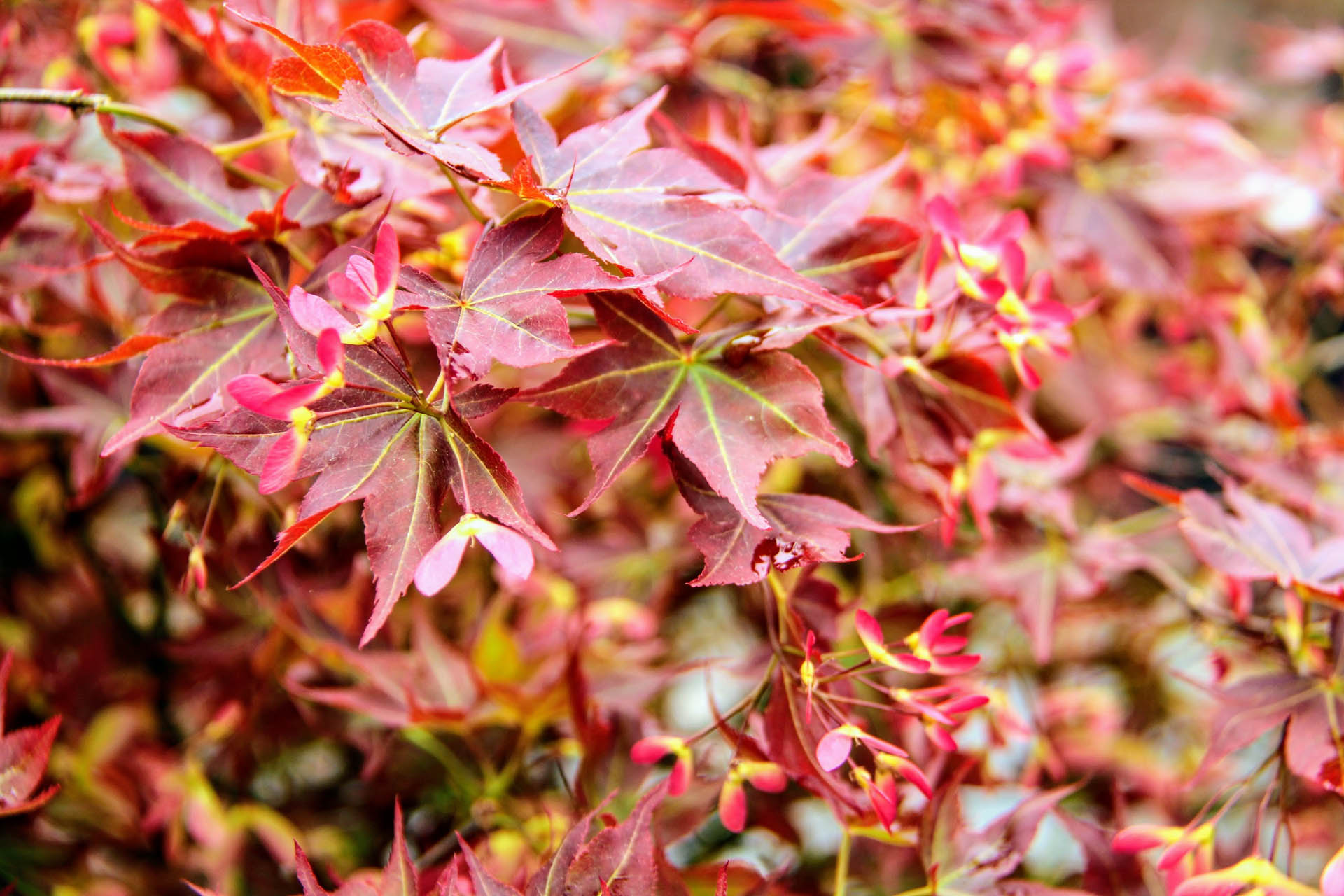 acer-palmatum-ruby-star spring flowering plants