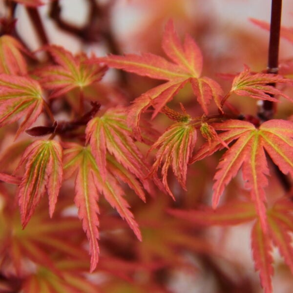 Acer palmatum 'Sandra' Japanese Maple