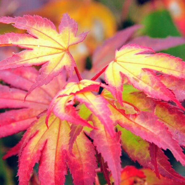 Acer palmatum 'Tsuma gaki' Japanese Maple
