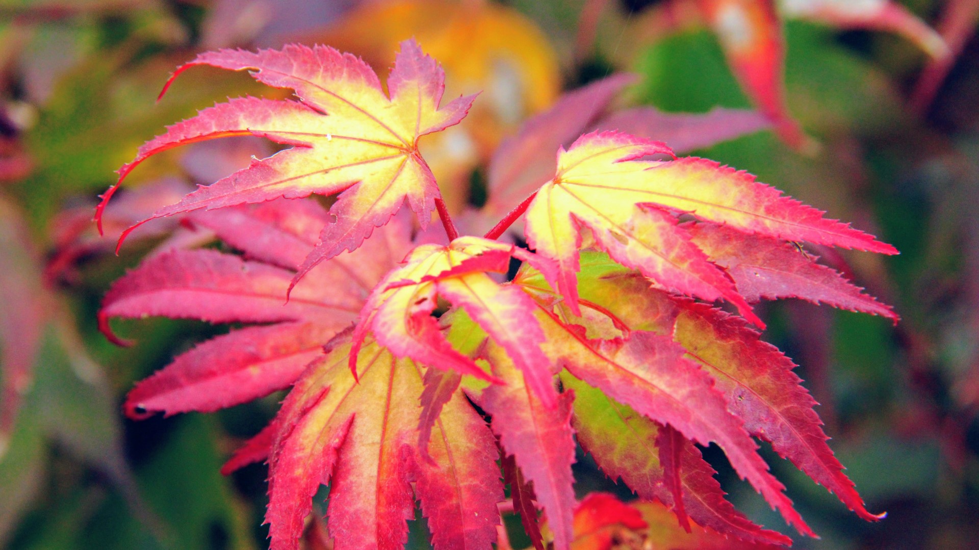 Acer-palmatum-Tsuma-gaki