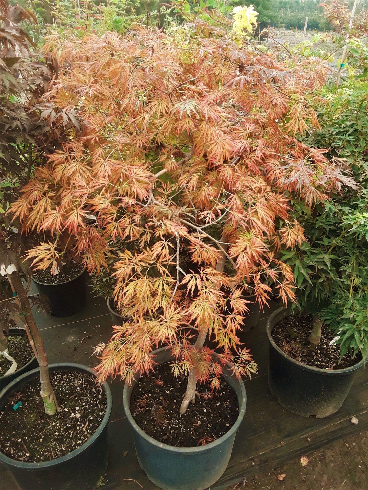 Kawaii Japanese Maple in a container