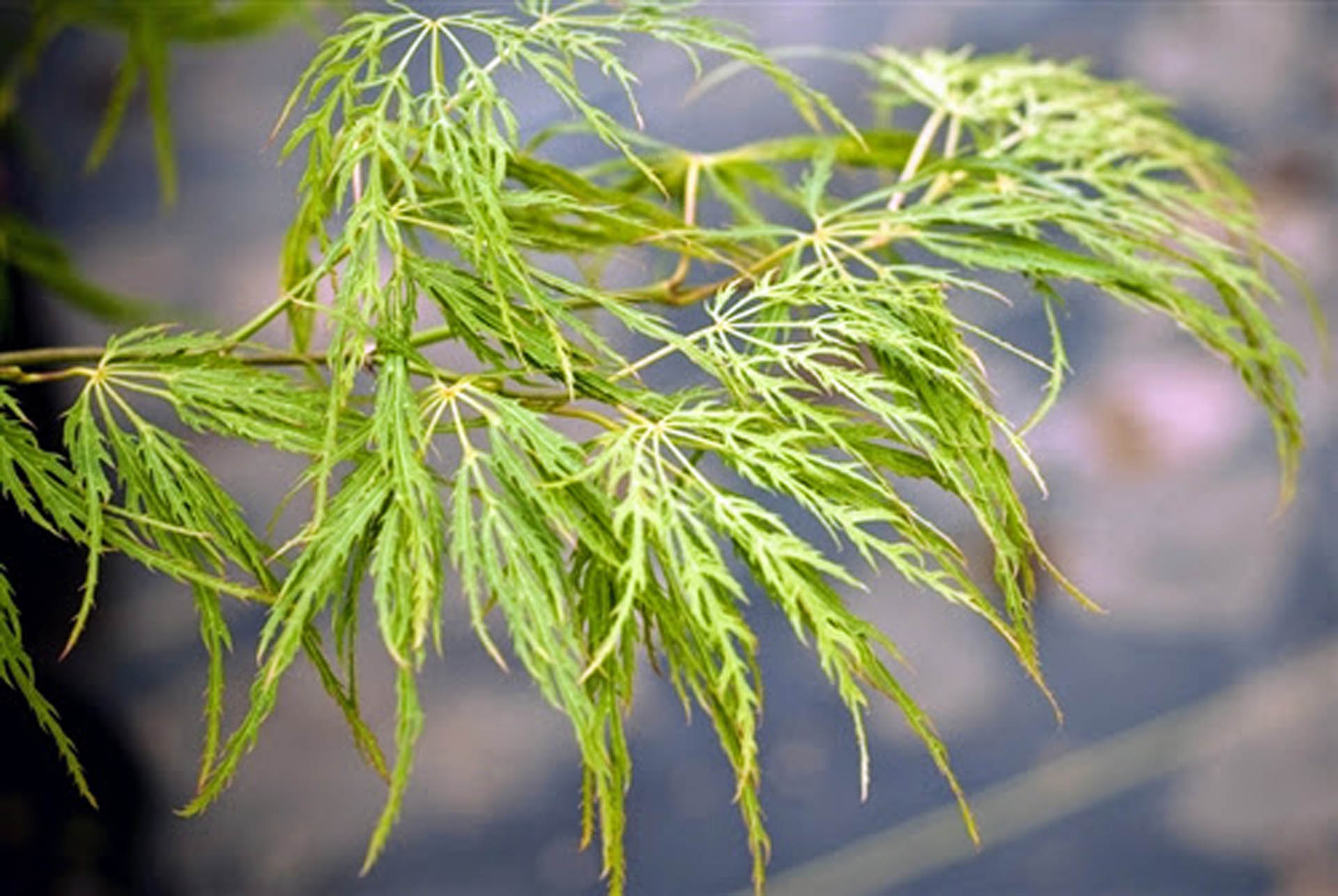 Acer-palmatum-Lemon-Lime-Lace