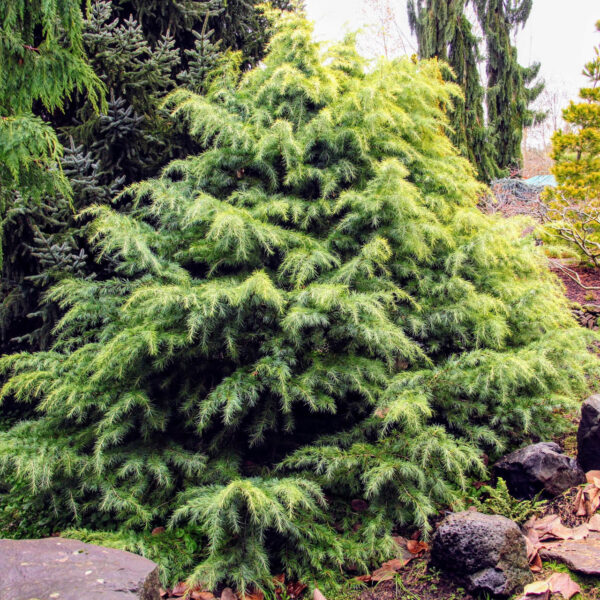 Cedrus deodara 'Silver Mist' Himalayan Cedar