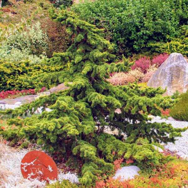 Cedrus libani 'Green Prince' Cedar of Lebanon