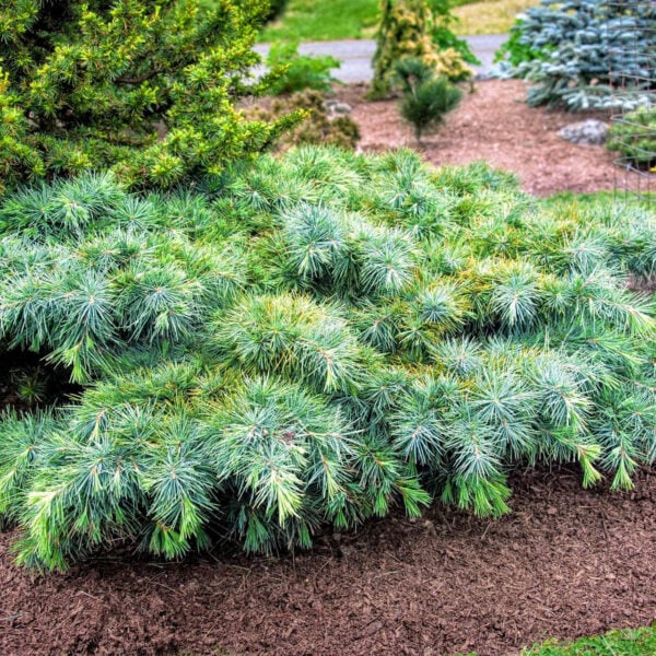Cedrus libani 'Hedgehog' Cedar of Lebanon
