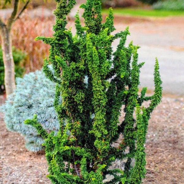 Chamaecyparis obtusa 'Chirimen' Hinoki Cypress