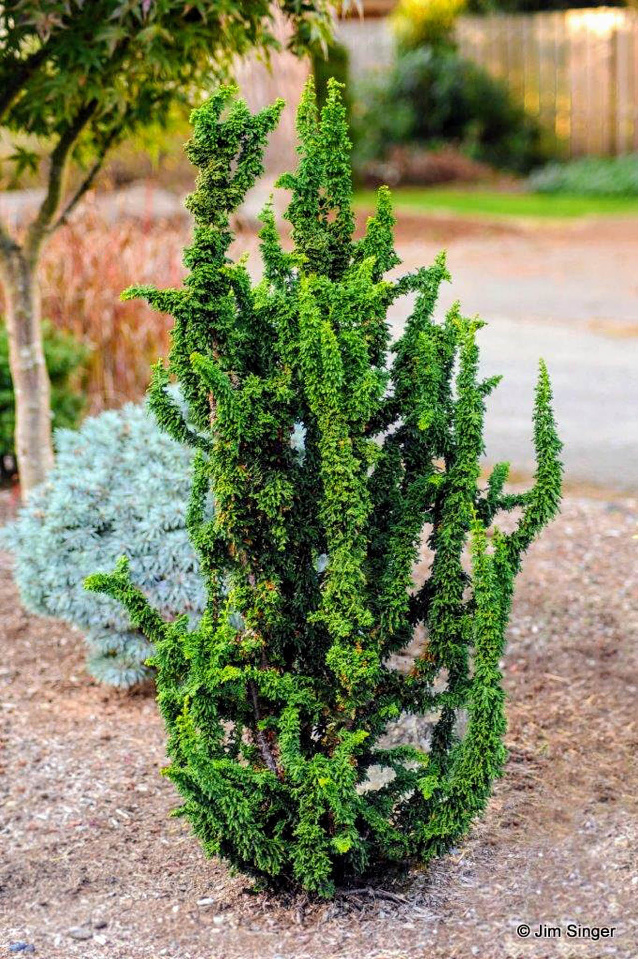 Chamaecyparis obtusa 'Chirimen' Hinoki Cypress