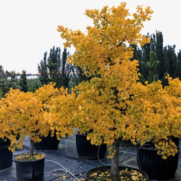 Ginkgo biloba 'Jade Butterfly' Maidenhair Tree