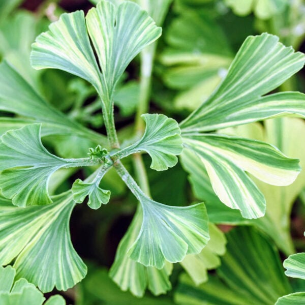 Ginkgo biloba 'Peve Maribo' Maidenhair Tree