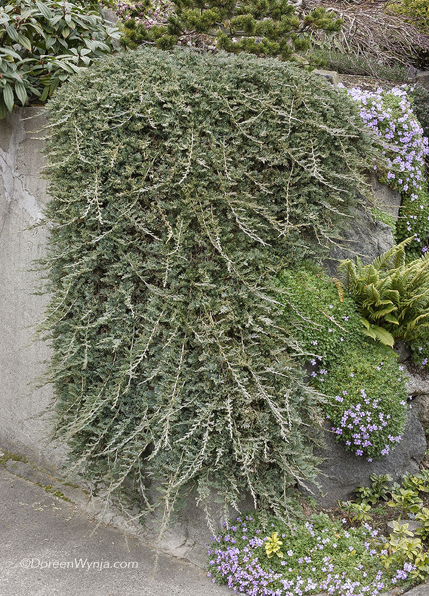 juniperus horizontalis wiltonii