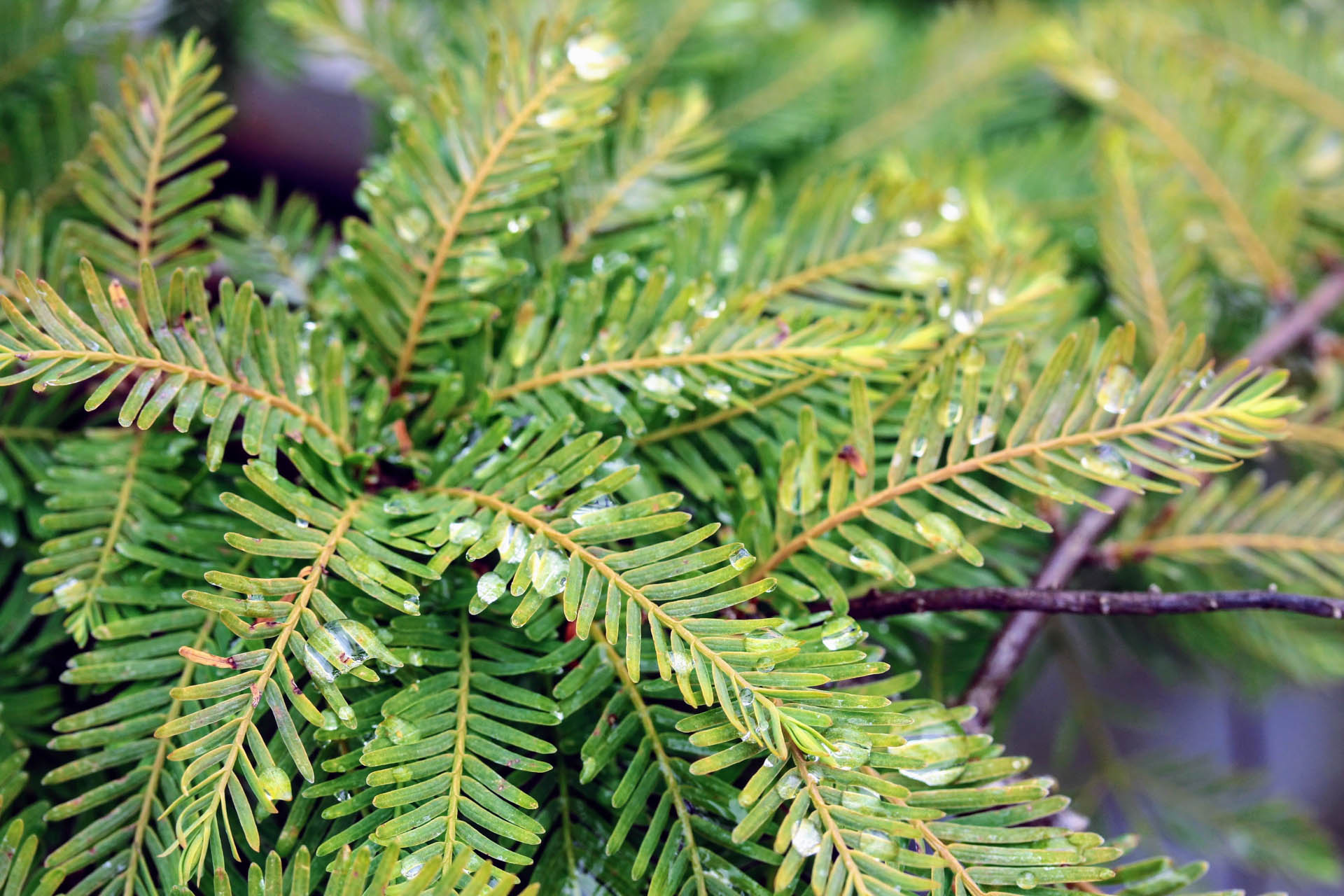 Metasequoia glyptostroboides ‘Miss Grace’