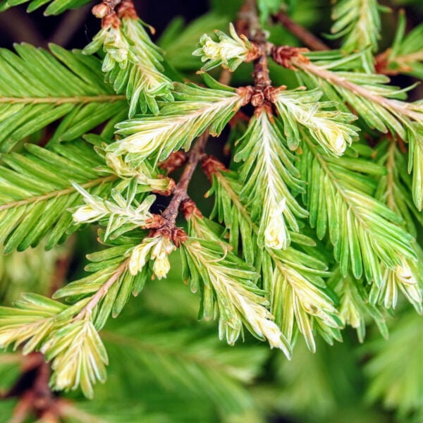 Metasequoia glyptostroboides 'Schirrmann's Nordlicht' ('North Light') Dawn Redwood