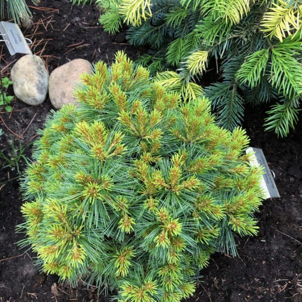 Pinus strobus 'Beal's Starry Night' Eastern White Pine