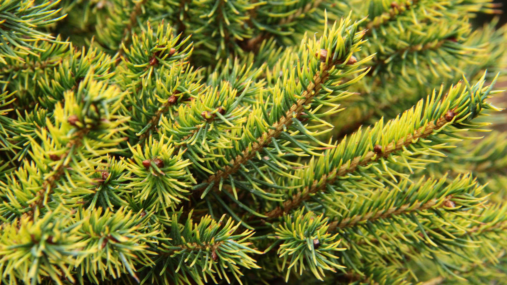 Picea Abies Gold Dust Norway Spruce Conifer Kingdom