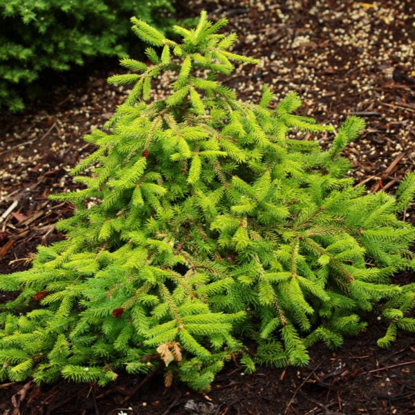 Picea abies 'Honey Pot' Norway Spruce