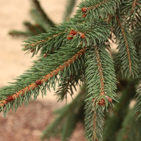 Picea abies 'Rothenhausii' Norway Spruce