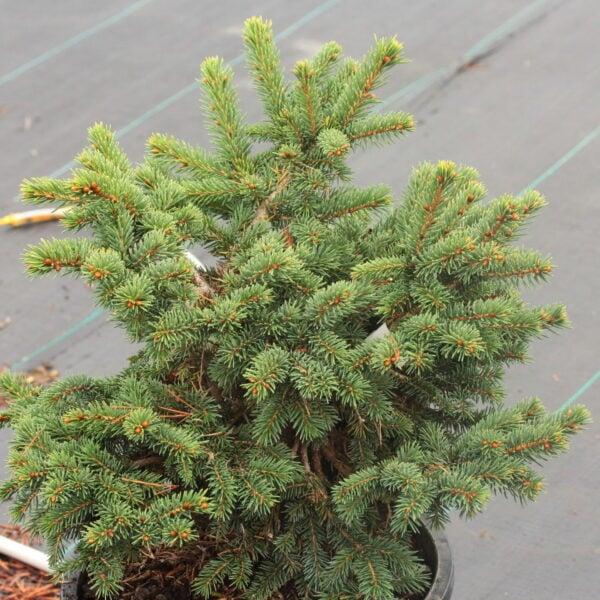 Picea abies 'Soft Mountain' Norway Spruce