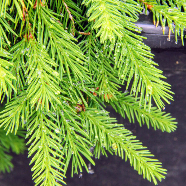 Picea abies 'Susan' Norway Spruce