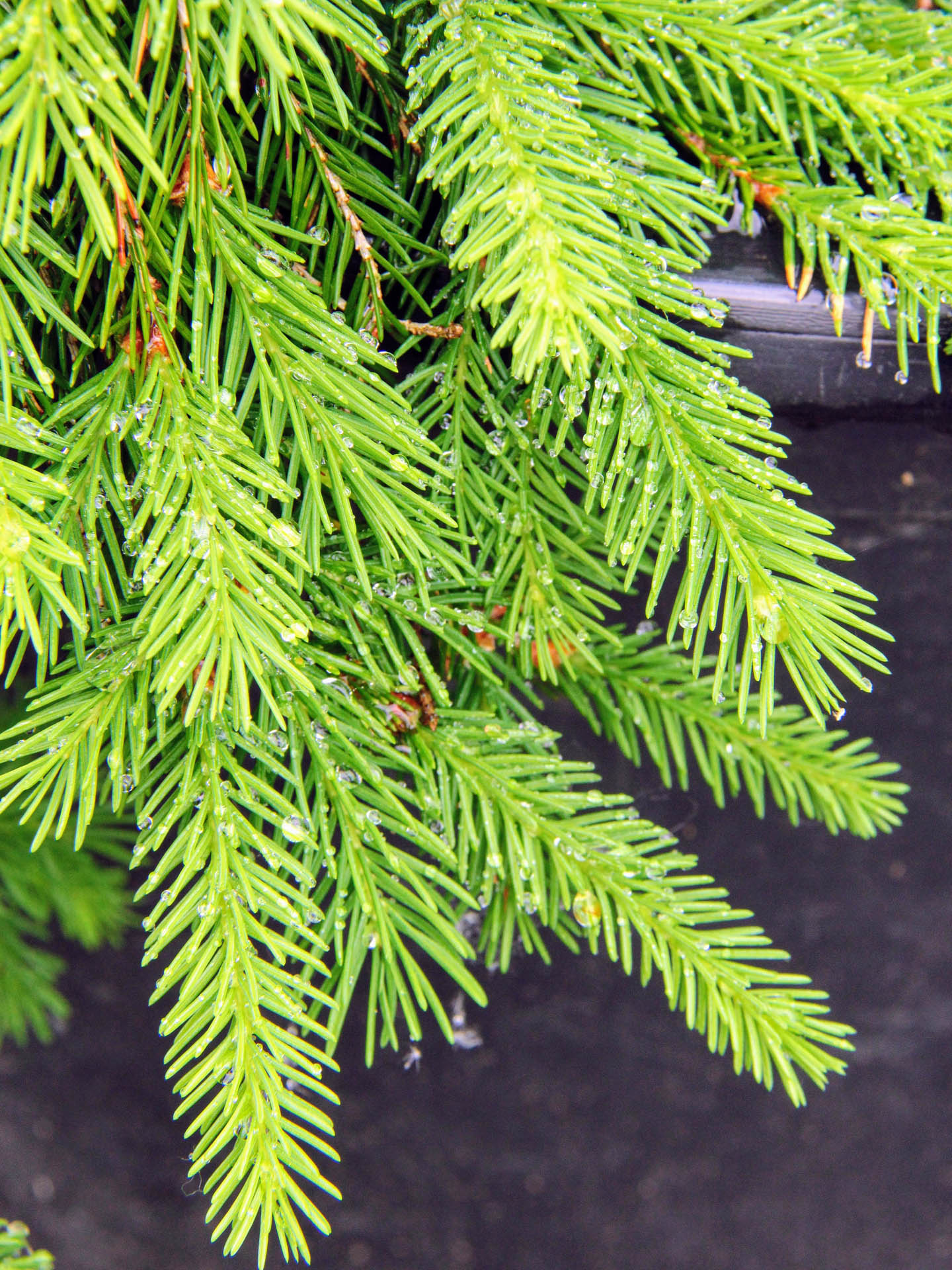 Picea Abies Susan Norway Spruce Conifer Kingdom