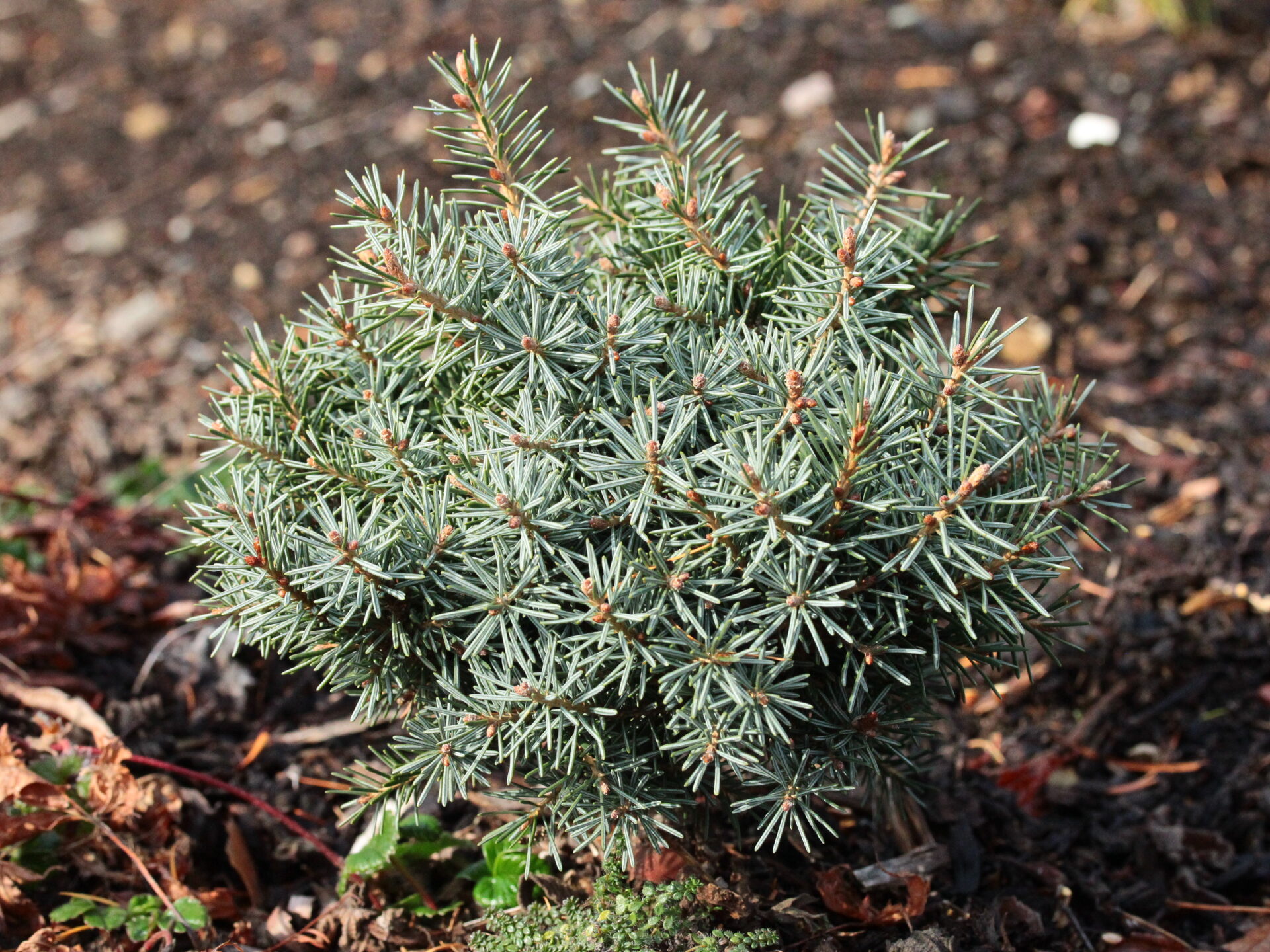 Kohout's Dwarf' Brewer Spruce | Conifer Kingdom