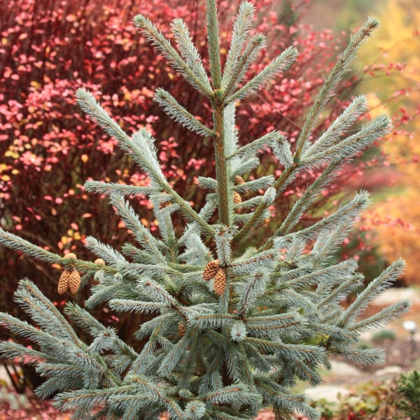 Picea engelmannii 'Blue Magoo'  Engelmann Spruce 