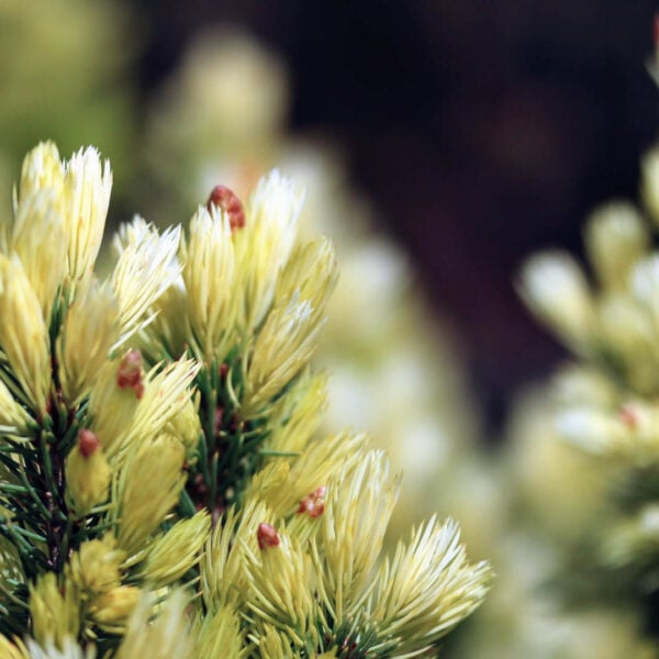 Picea glauca 'Daisy White' Alberta Spruce