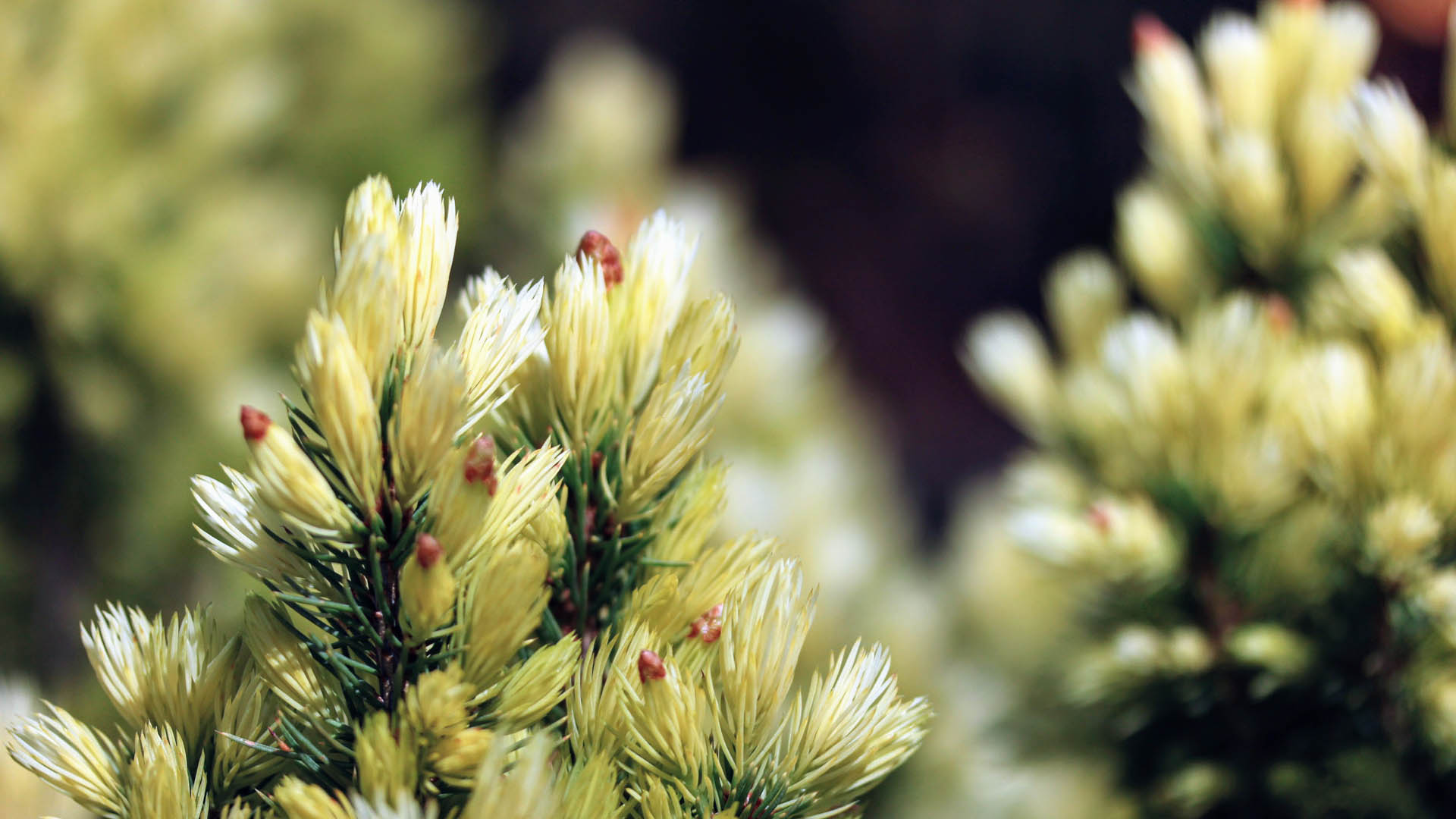 picea-glauca-daisy-white