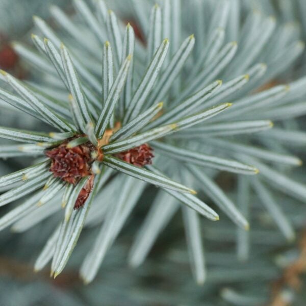 Picea omorika 'Blue Sky' Serbian Spruce