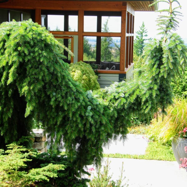 Picea omorika ‘Pendula Bruns’