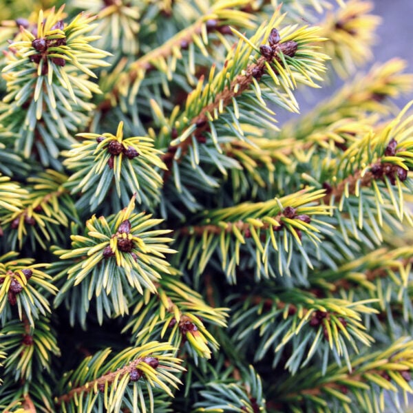 Picea omorika 'Peve Tijn' Serbian Spruce