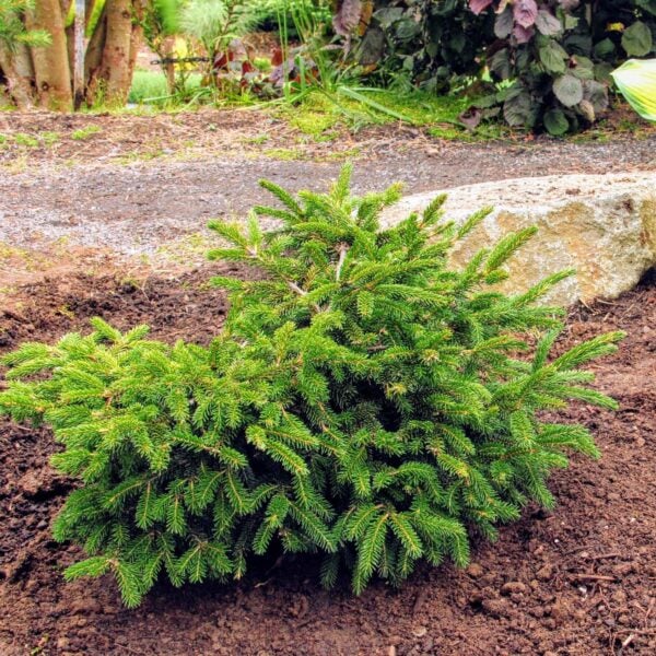 Picea orientalis 'Ferny Creek Prostrate' Oriental Spruce